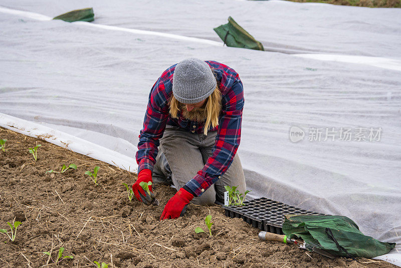 一名男性农民在小规模的社区共享农业项目中种植作物