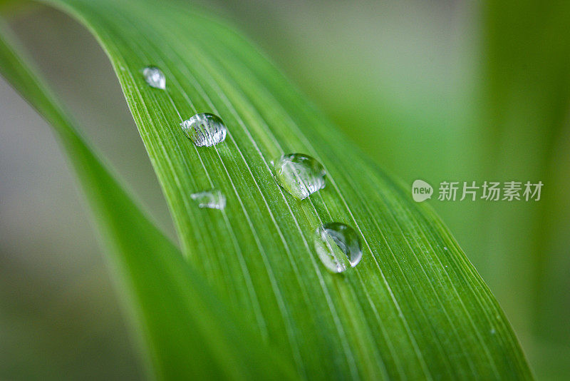 清晨小雨过后，水滴在绿叶上