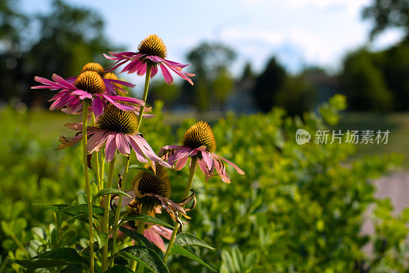 紫黑眼睛的苏珊在夏天的花园里