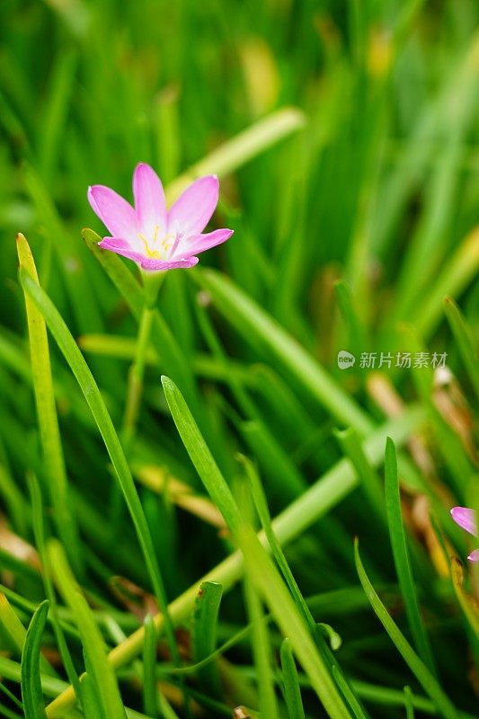 美丽的粉红色和风兰花在花园里