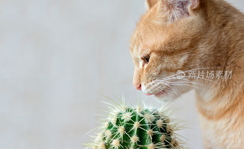 一只红猫试图舔一棵仙人掌。宠物，室内植物。对猫来说是危险的植物。