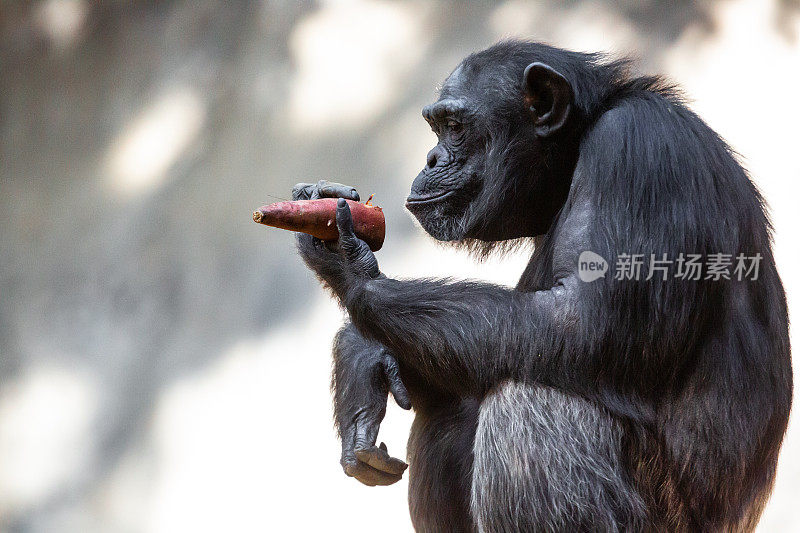 黑猩猩坐在石头上看他的食物