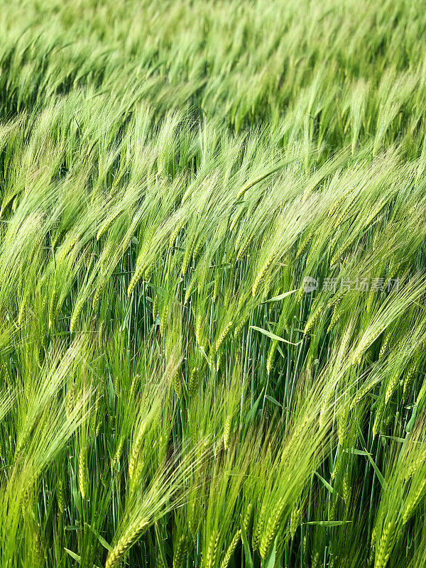 初夏的英格兰牛津郡，麦田里的小麦在风中收获