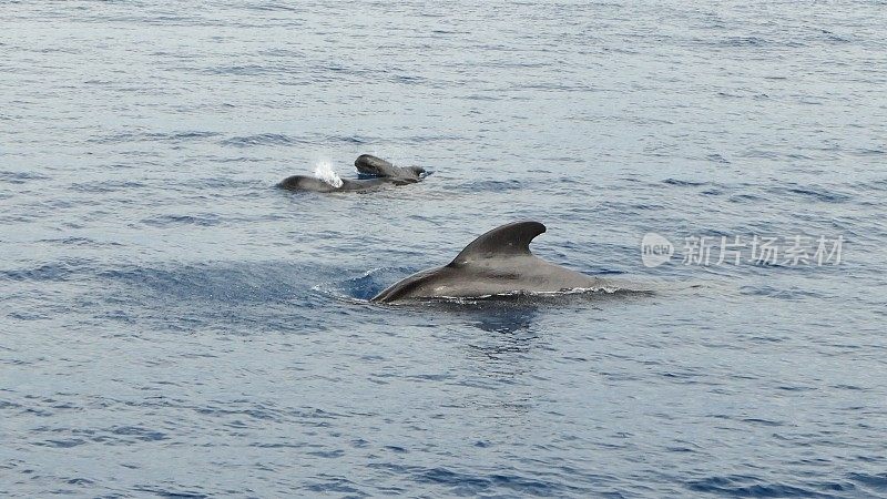 短鳍领航鲸家族在台湾海面游泳