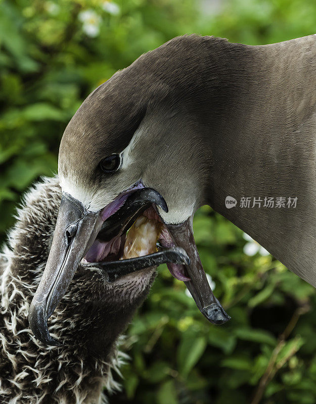 黑足信天翁是一种来自北太平洋信天翁科的大型海鸟。喂小鸡。