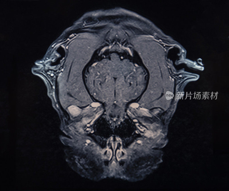 MRI上的动物头骨图像