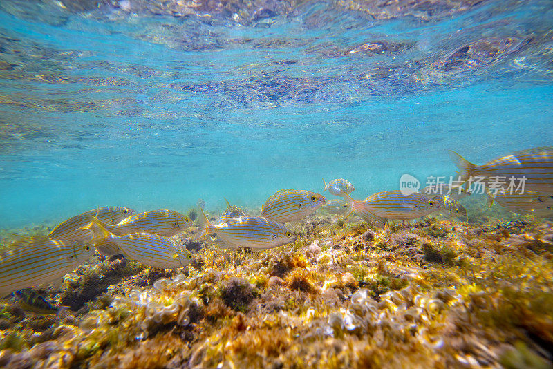 地中海水下景观珊瑚礁与鱼类
