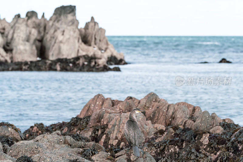 一只鸬鹚栖息在多岩石的海岸线上