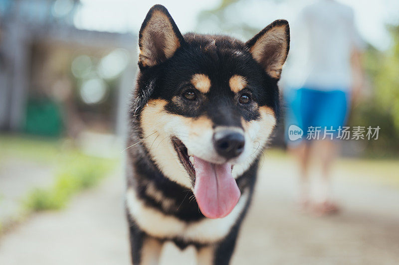 日本柴犬的脸部特写户外笑脸