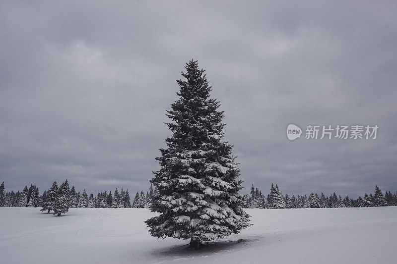 被雪覆盖的景观