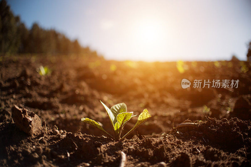 烟草种植园。