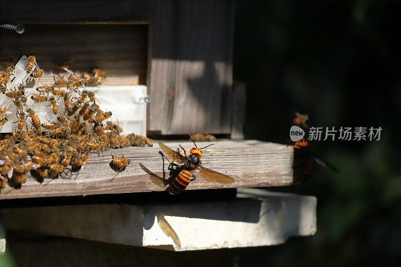 日本大黄蜂正在攻击一个蜂巢。