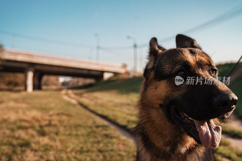 顽皮的德国牧羊犬看起来像在微笑