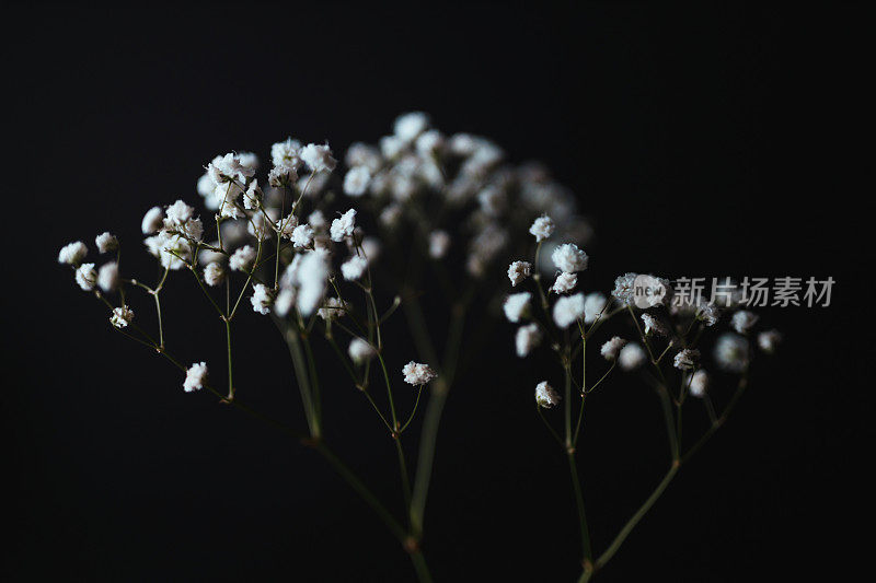 白色的gypsophila花映衬着黑色的背景