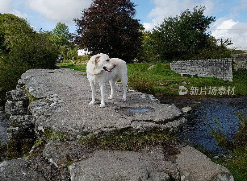 拉布拉多寻回犬和一座石桥