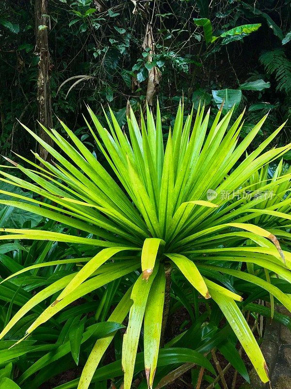 中国云南西双版纳珍稀热带植物