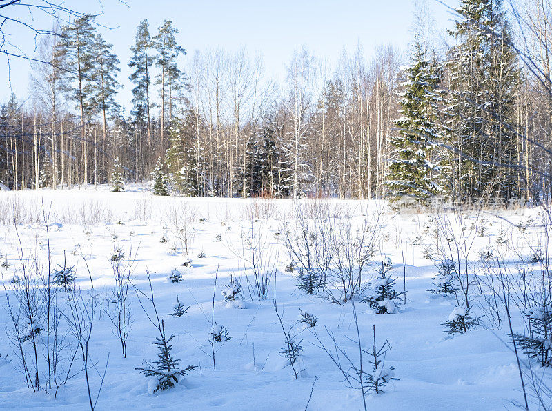 园艺苗圃，云杉幼苗。芬兰冬天的风景，白雪皑皑。