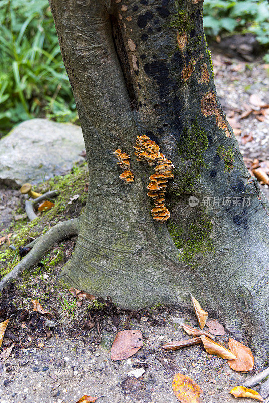 树上彩色的多孔真菌菌落