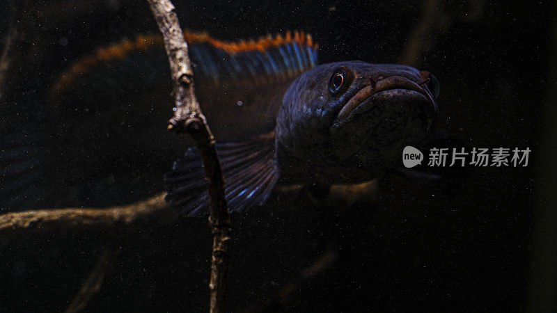 水族老挝火背鱼-黑鱼