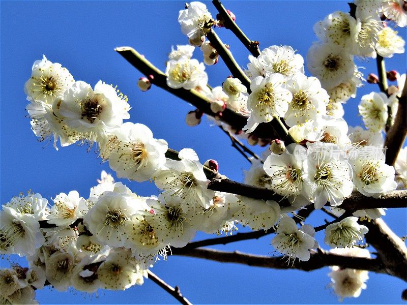 日本。2月。梅花与湛蓝的天空。