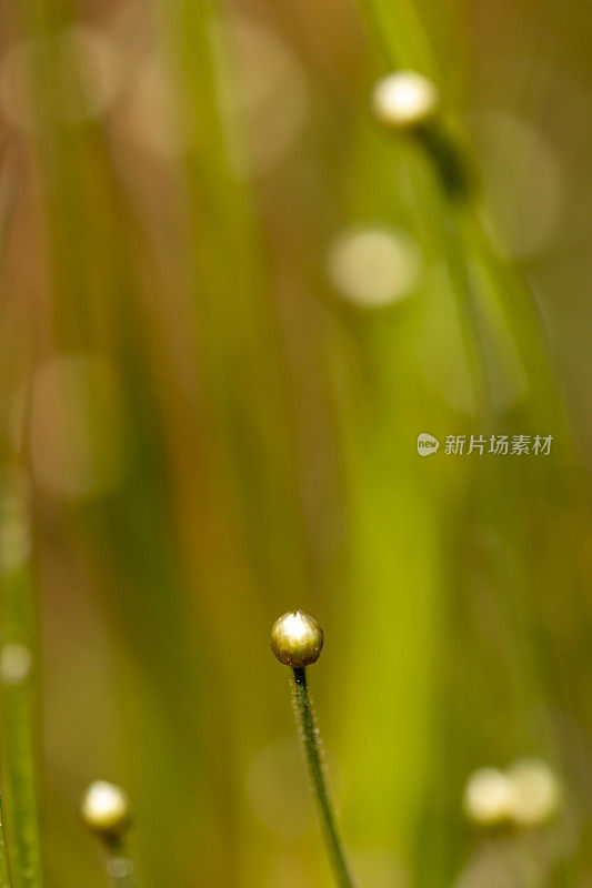 在前景聚焦于花蕾的Hatpin花的宏