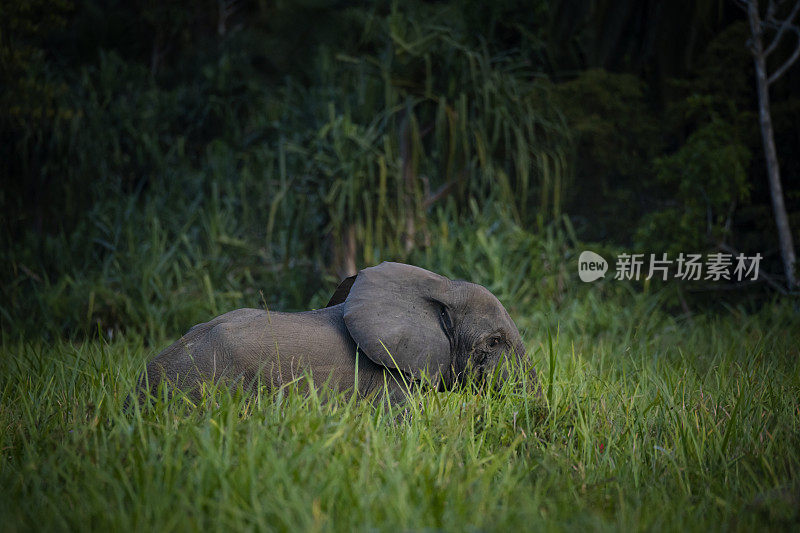 罕见的镜头，非洲森林象在热带雨林，刚果