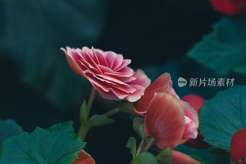 豪华玫瑰花束