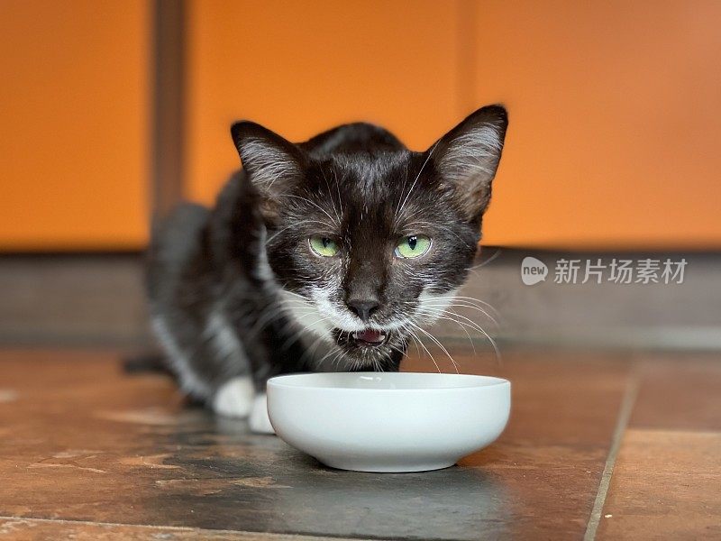 凶猛的黑白小猫咪