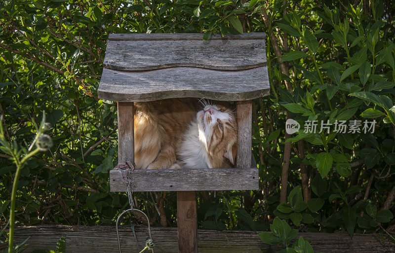 猫在鸟桌上