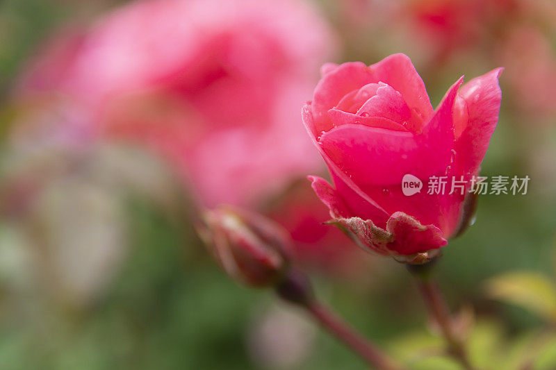 特写在一个单一的粉红色玫瑰添加文字空间。