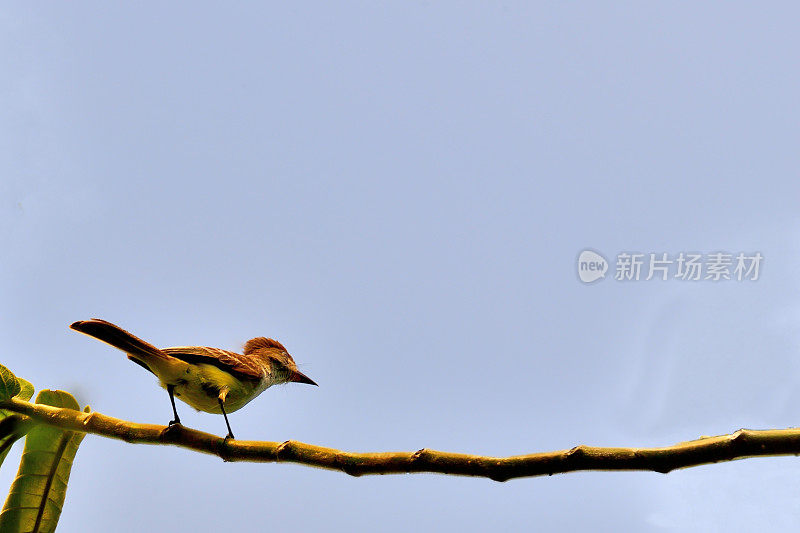 牙买加的迟钝Flycatcher