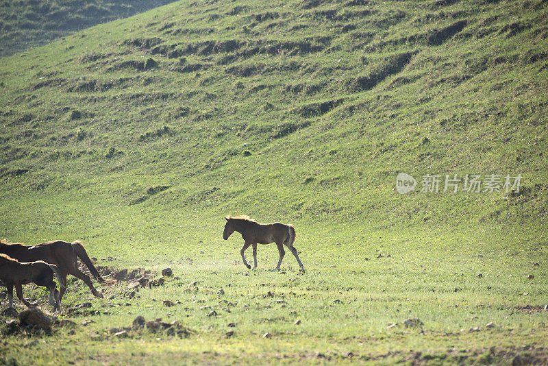 放养的马在山上的草地上奔跑