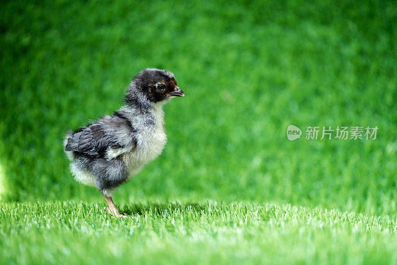 婴儿鸡