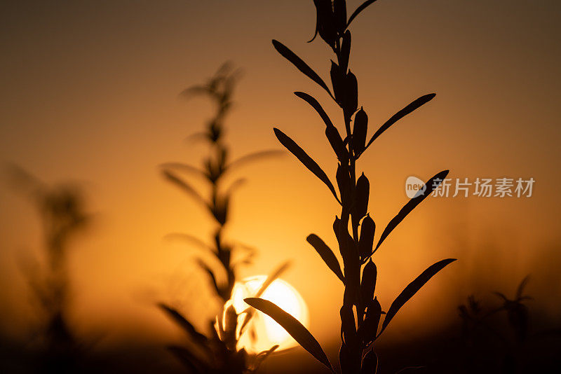 日落时在农田里种植芝麻