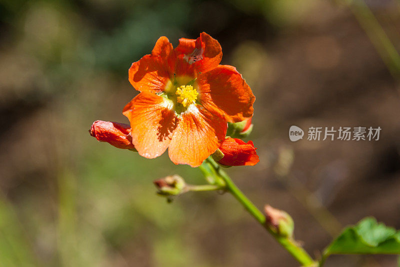 小叶子Globemallow