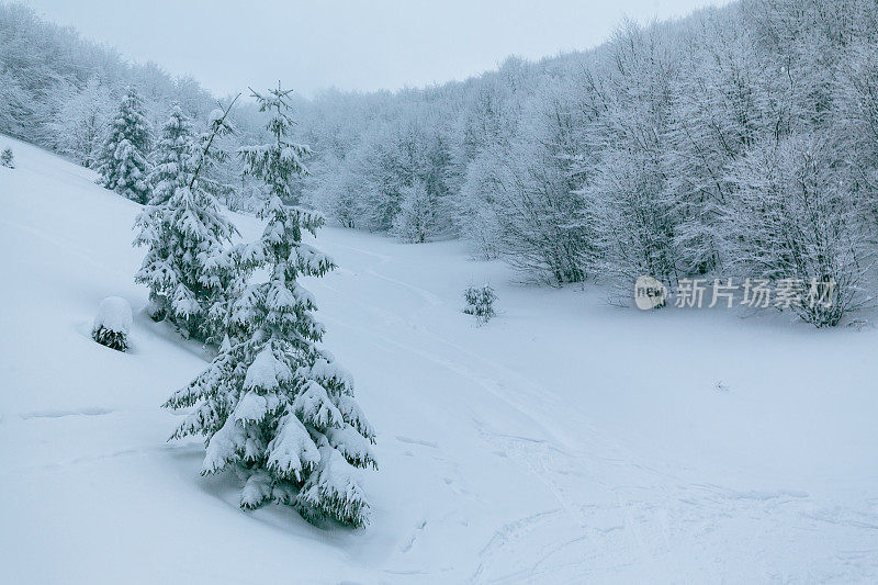 冬天的风景在雾与雪和树枝覆盖着白霜和冰冻的雪。高质量的照片