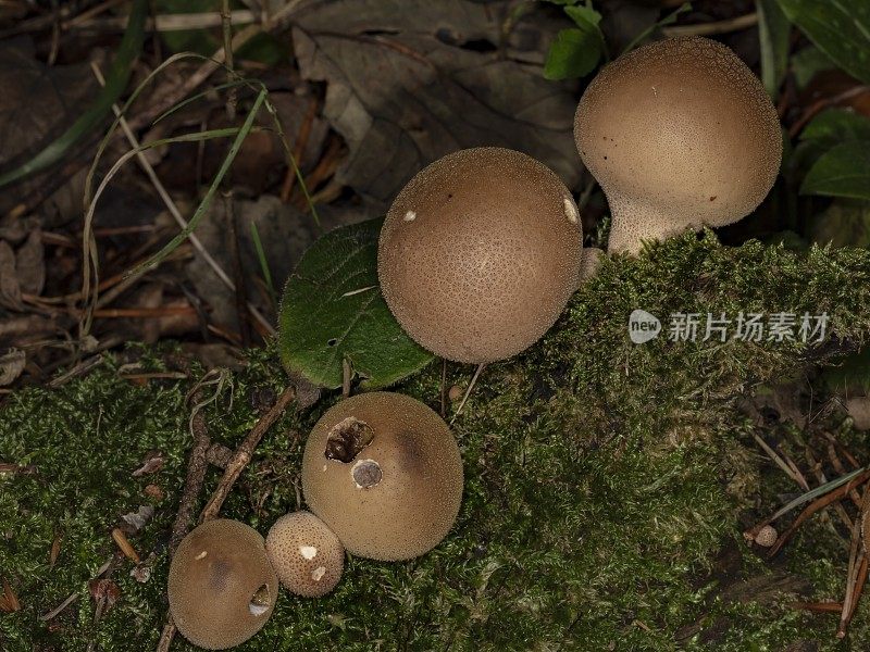 从原木中生长出的四种野生按钮蘑菇。