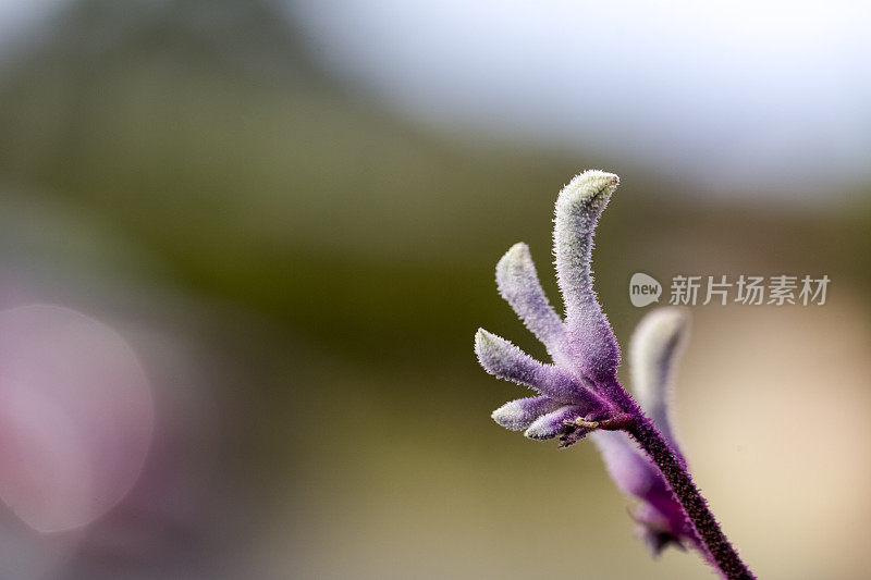 特写紫色袋鼠爪花蕾和花，微距摄影，背景与复制空间