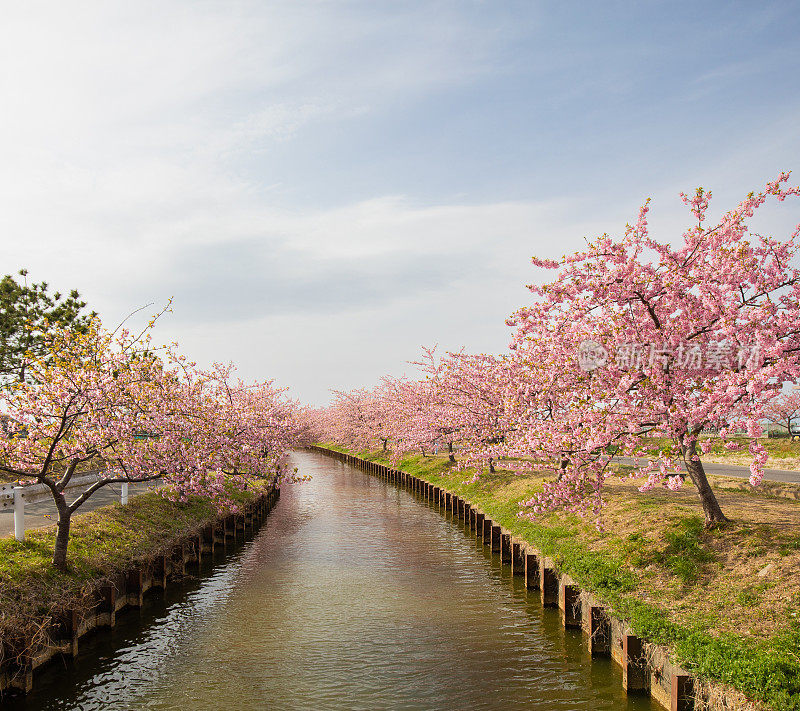 在乡村的河边，樱花盛开
