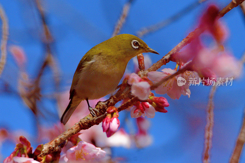 樱花和日本白眼