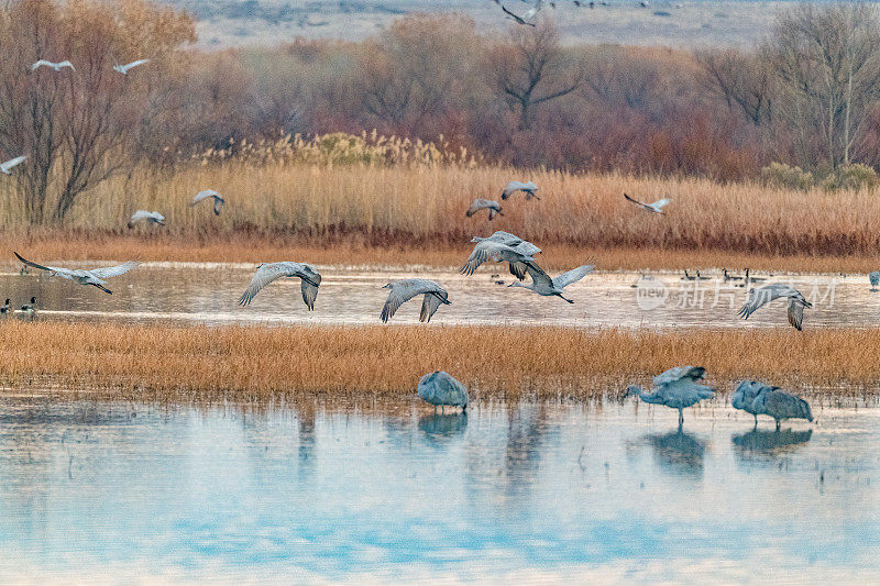 沙丘鹤在冬天的沼泽中飞行