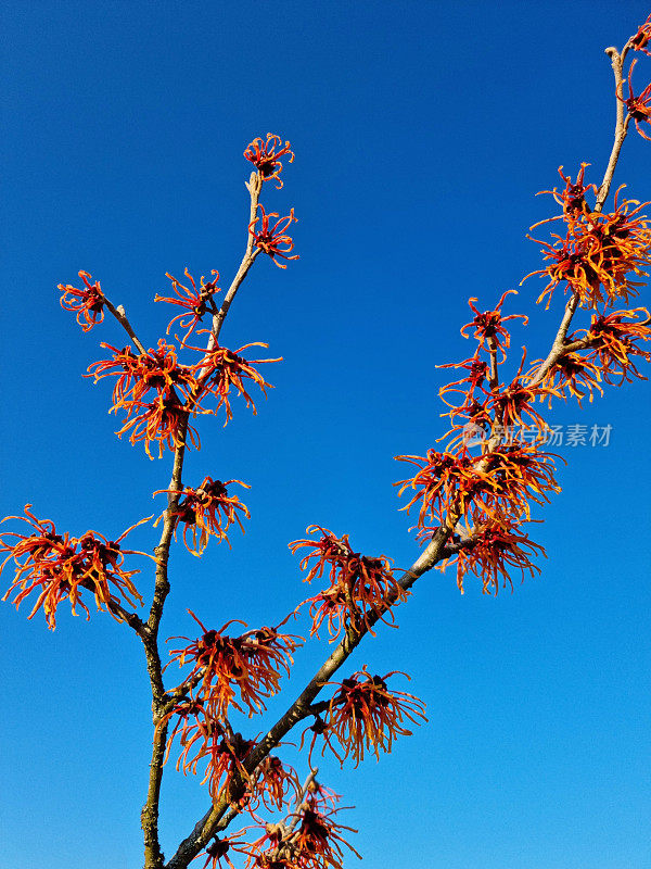 金缕梅(金缕梅)