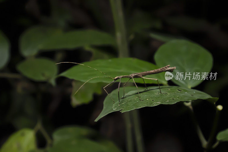 手杖昆虫