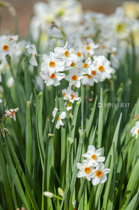 水仙球茎:早春花和花