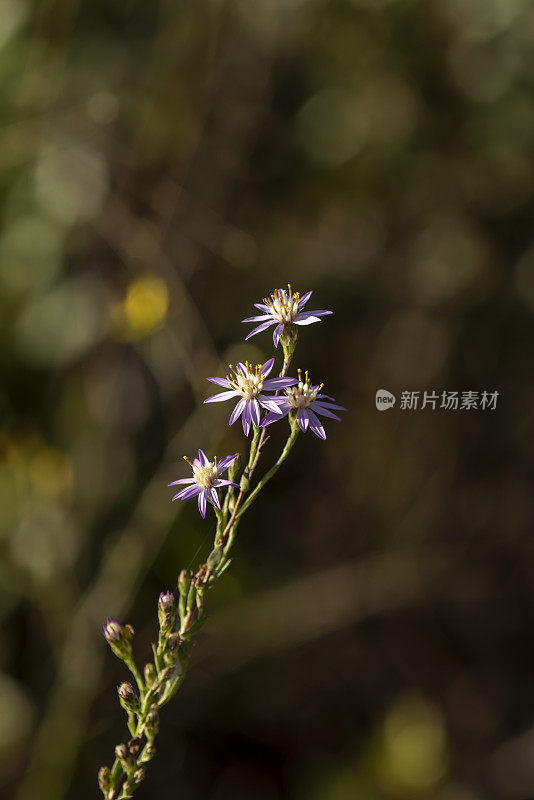 小组阳光照射紫苑中心的框架，与焦点绿色植物在背景