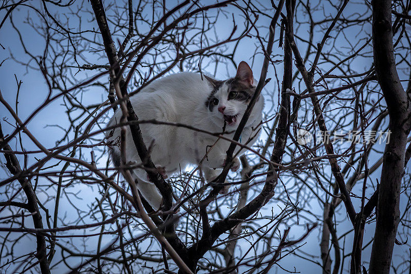 一只小白猫被困在树上。