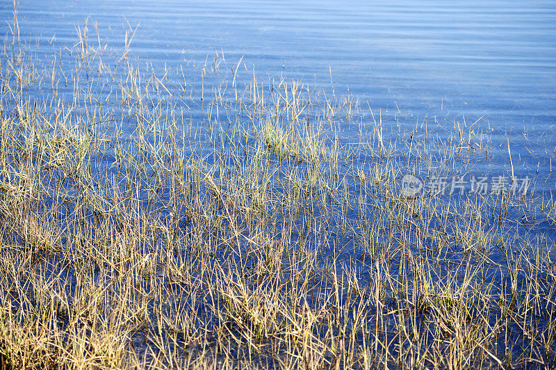 碧蓝的海水荡漾在岸边浅浅的草地上