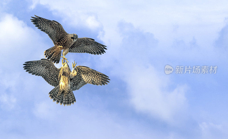 鹰抓鱼飞，两只鹰在空中争食，猎鸟打架
