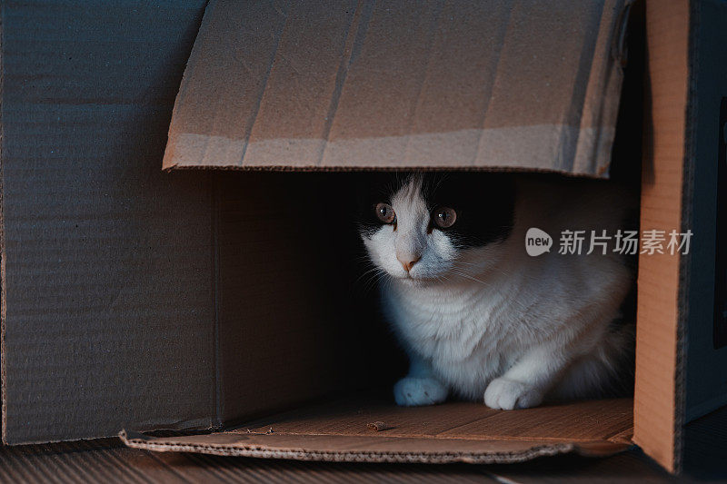 虎斑猫从纸板箱里窥视，在晚上好奇地四处张望