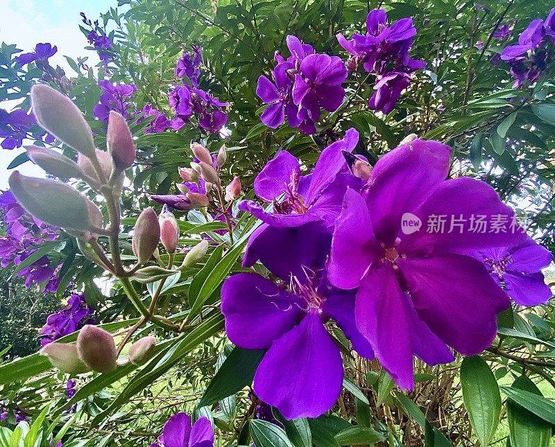 开花紫色Tibouchina树